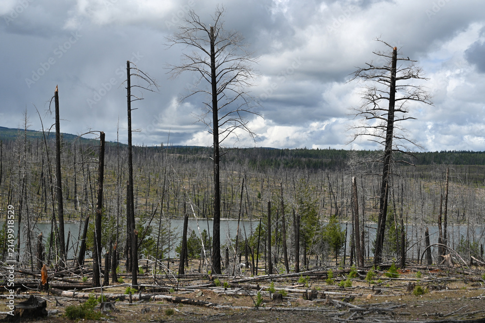 Obraz premium Burned forest after wildfire. Dramatic burned forest in Canada