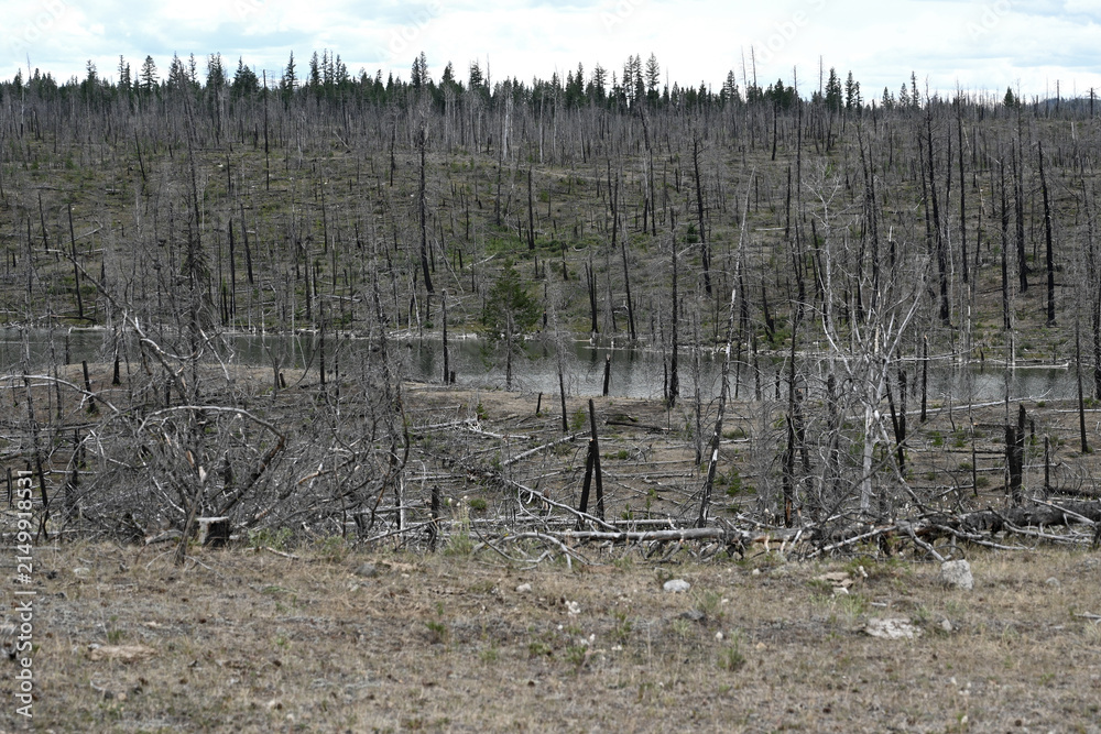 Obraz premium Burned forest after wildfire. Dramatic burned forest in Canada