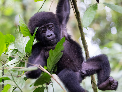 Photography Gorilla trekking encounter with a young mountain gorilla as it sits gracefully on a branch in the lush Bwindi National Forest, Uganda