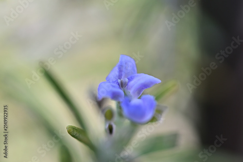 やわらかな光の中で可憐に咲くローズマリーの花