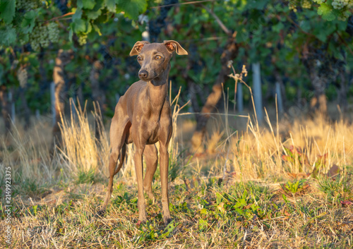 Quadro su tela Alert Italian greyhound standing in a sunlit vineyard