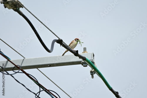草を口にくわえて電線にとまるスズメ