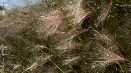 Detailed macro shot of soft, feathery plant seeds and wispy grass plumes in a summer field under sunlight.