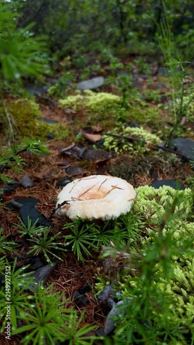 A close-up shot of a large white mushroom nestled among vibrant green moss and ferns on the damp forest floor.