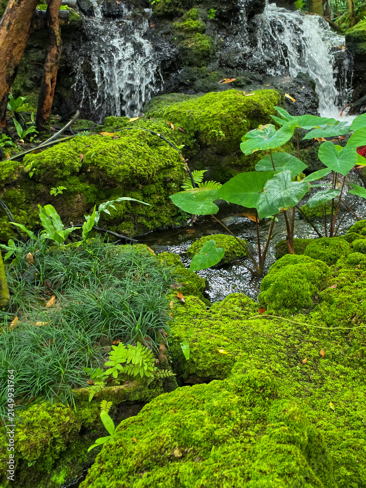Obraz premium Beautiful spring moss and fern in the garden under big trees.
