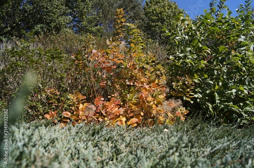 Cuadro en lienzo Colorful shrubs brighten a landscaped garden under sunny skies