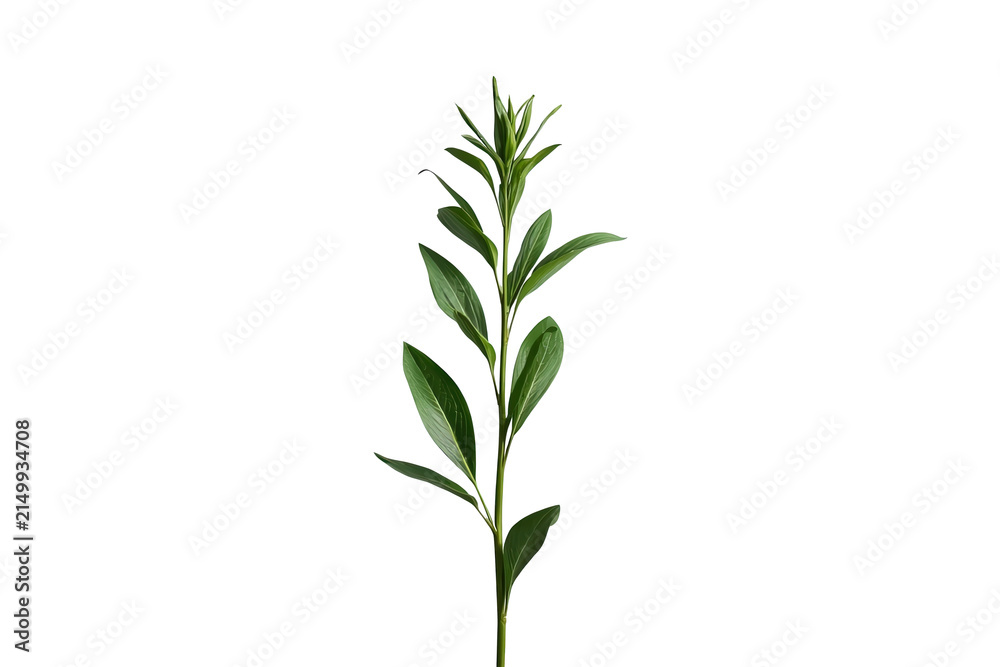 Fototapeta premium Tall slender leafy green branch isolated on transparent background