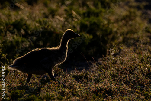 Canvastavla Graugans im Sonnenuntergang