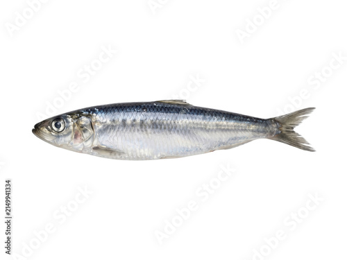 Sardine fish isolated on transparent background