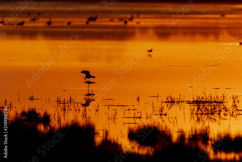 Foto Stelzenläufer bei der Paarung