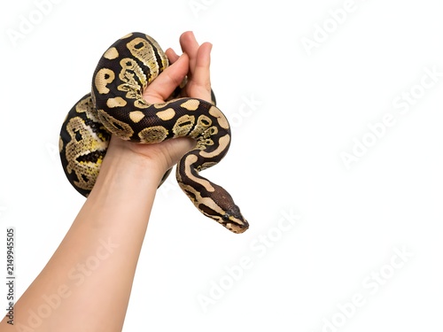 Person holding a ball python snake on white background