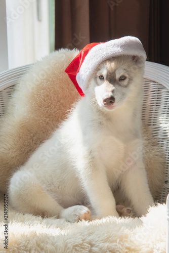 Full body vertical portrait of cute fluffy Siberian Husky puppy wearing red Santa hat for Christmas.