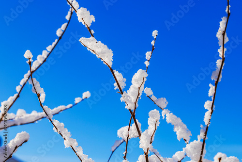 Canvastavla Beautiful view of snow-covered bare tree branches against clear blue winter sky