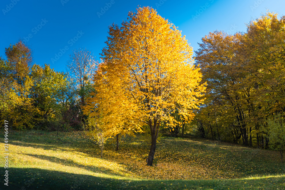 Obraz premium Golden Autumn Tree in a Sunny Forest Meadow