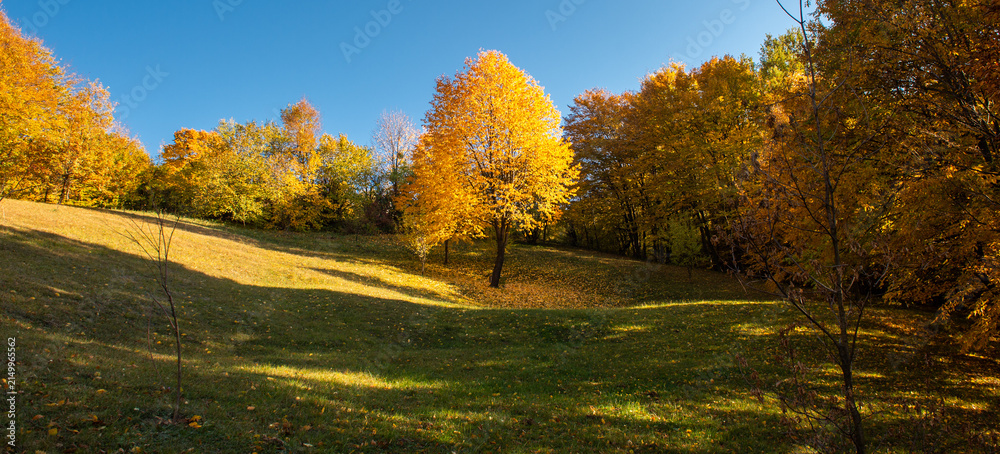 Obraz premium Golden Autumn Tree in a Sunny Forest Meadow
