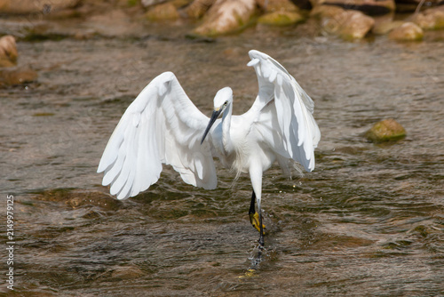  Little egret Egretta garzetta fishing with open wings in shallow river water summer.