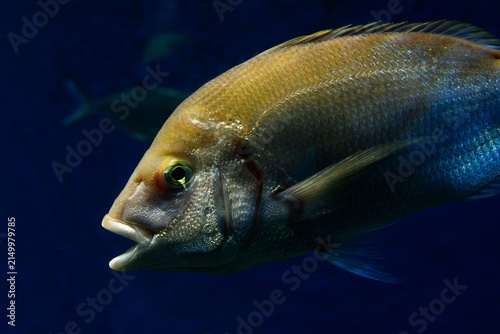 Underwater photography of a common pandora