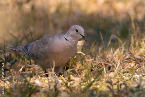 Eurasian collared dove Streptopelia decaocto on dry grass ground in summer Greece.