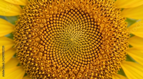 Detailed macro view of vibrant yellow sunflower center showing pollen florets and golden spiral