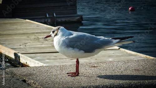 Seagull stands on a weathered dock edge