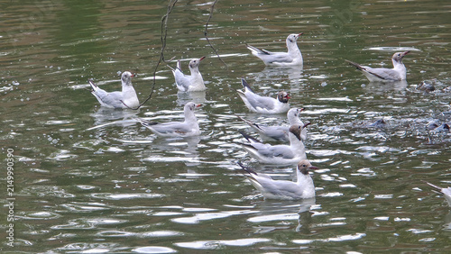 Graceful gulls glide across calm, green water