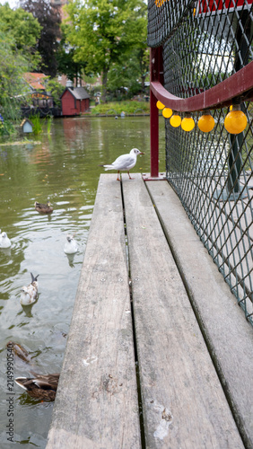 White bird stands on wooden dock beside water