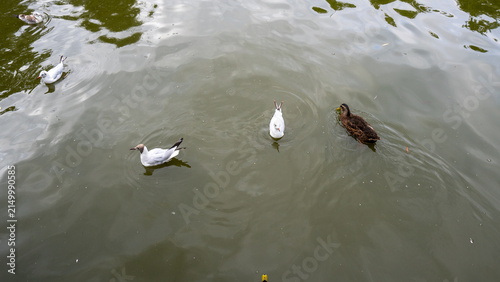 Ducks and seagulls glide on calm, green water