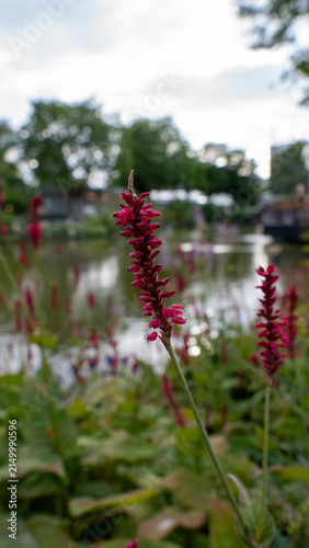 Tall pink flowers sway near calm waters