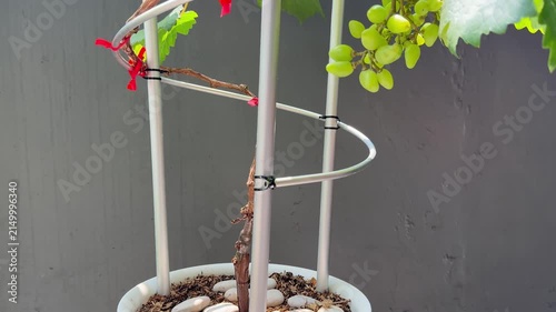 Growing grape in a container