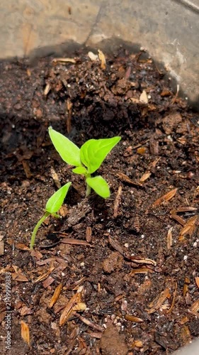 young plant sprouts from a seed in soil