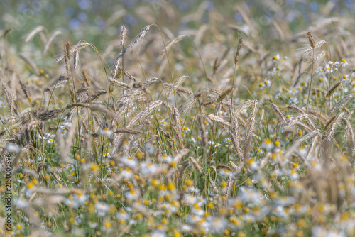 Golden rye stalks dance among wild chamomile, bathed in the soft, warm glow of a peaceful summer afternoon deep in the countryside