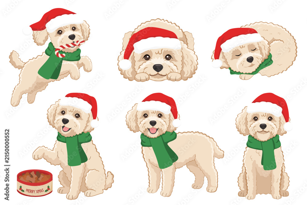 Fototapeta premium Vector illustration set of a cute fluffy Maltipoo dog in various festive poses for the Christmas season. The adorable puppy is wearing a red Santa hat and a cozy green winter scarf. 