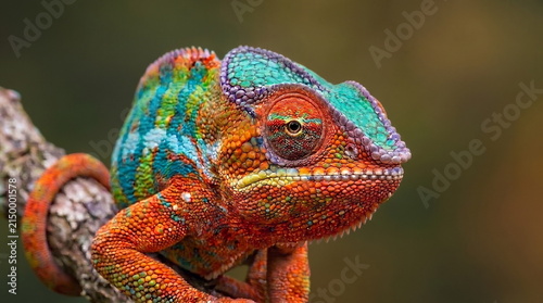 Canvas Print Chameleon close up eye portrait