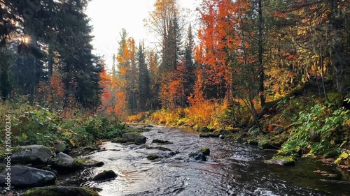 Tranquil mountain river meandering through a vibrant northern forest during a sunny autumn day, with colorful foliage and moss-covered stones lining the lush, wild riverbank scenery