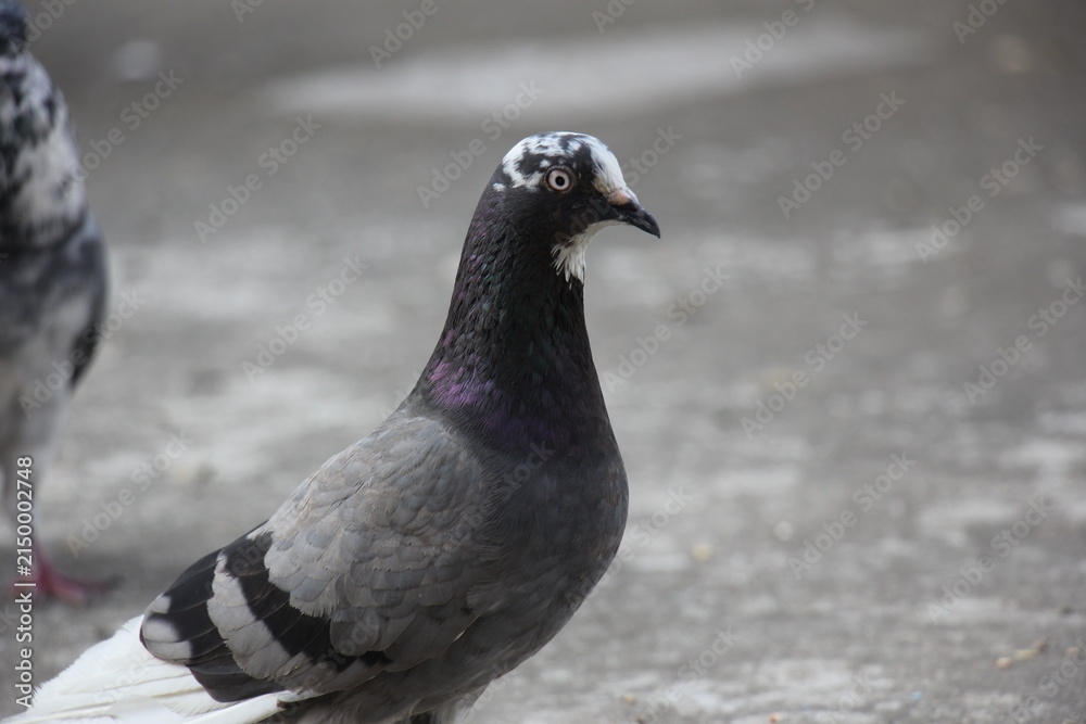 Obraz premium A close up portrait of a grey pigeon Vector, illustration