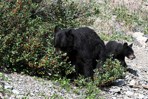 American black bear and bear cub feeding on berries in Rocky Mountain in Alberta, Canada