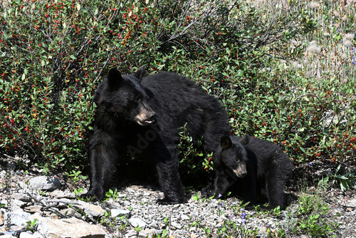 American black bear and bear cub feeding on berries in Rocky Mountain in Alberta, Canada