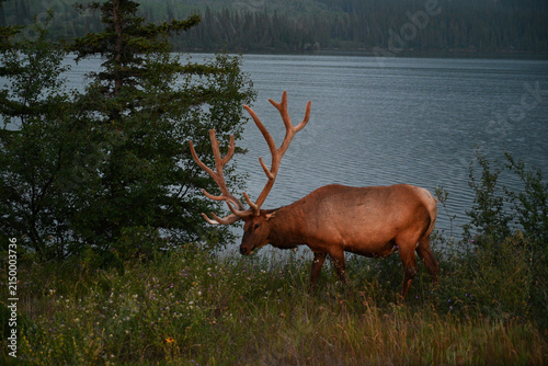 Elk near the lake in Rocky Mountain, Jasper National Park, Canada