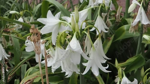 Crinum x Powellii alba a summer autumn fall flowering bulbous plant with a white trumpet like summertime flower commonly known as swamp lily, gardening stock video footage clip