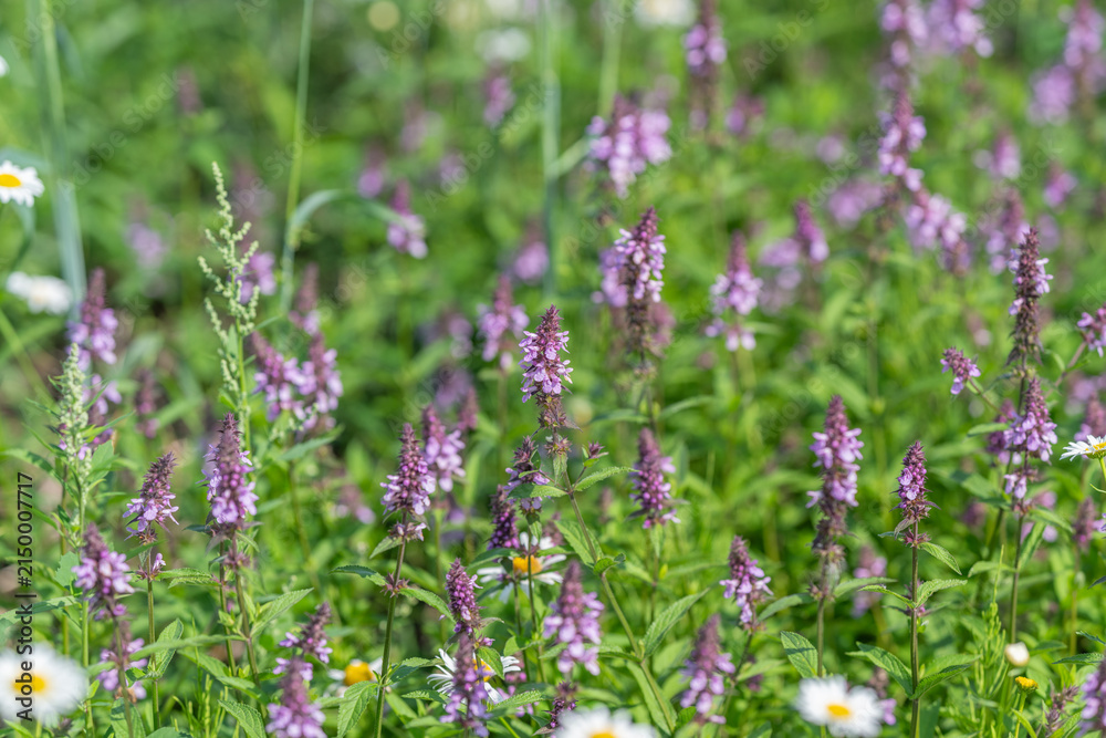 Obraz premium Blooming wildflowers create a colorful tapestry in a sunlit meadow during a warm spring afternoon