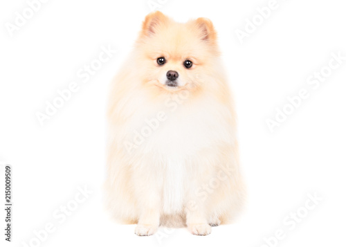 Cute Pomeranian Spitz sitting looking at camera isolated on white background