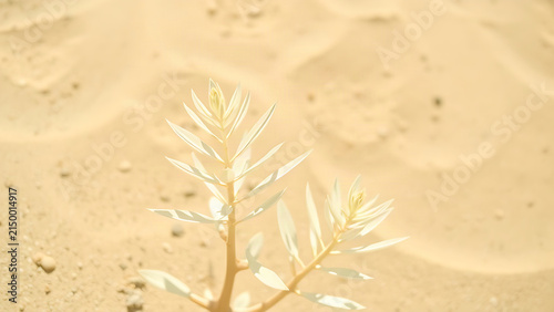 A pale desert plant under the harsh midday sun, its leaves bleached white against the sand.