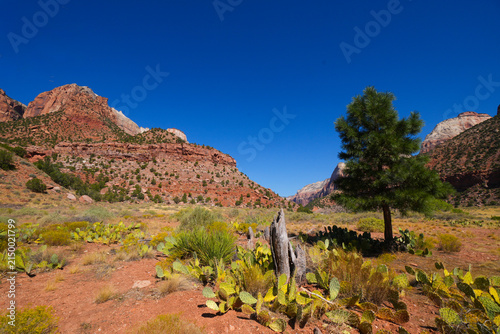 Konstfotografi Lonely pine tree and prickly pear cactus field in Utah desert valley