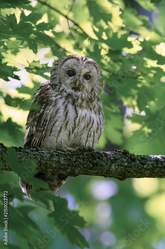 Tawny owl in the tree