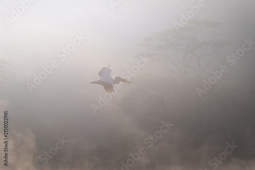 A white pelican flying in the mist
