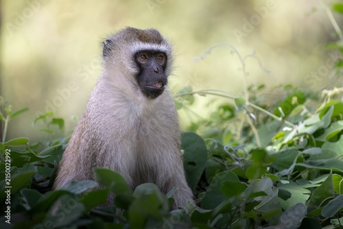 velvet monkey portrait