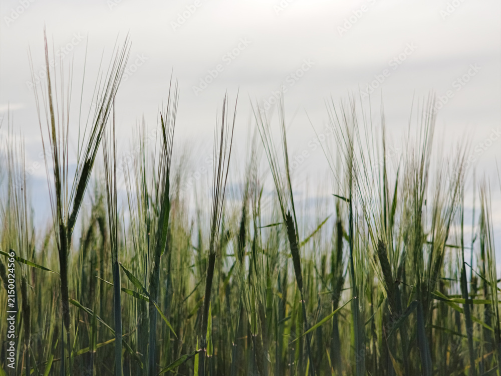 Fototapeta premium Green wheat field against cloudy sky. Fresh cereal crop growing in rural landscape. Agriculture, farming and harvest concept.