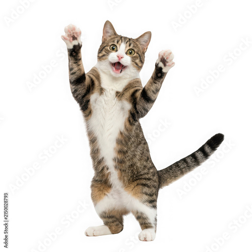 Excited tabby cat standing on hind legs with paws up isolated on transparent background
