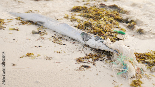Photography dead saltwater fish on sandy beach, plastic bag in mouth, ocean pollution concep