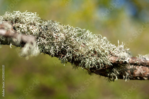 Lichen fruticuleux appelé barbe de Jupiter